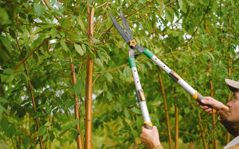 Tree trimming in Campbellton, TX